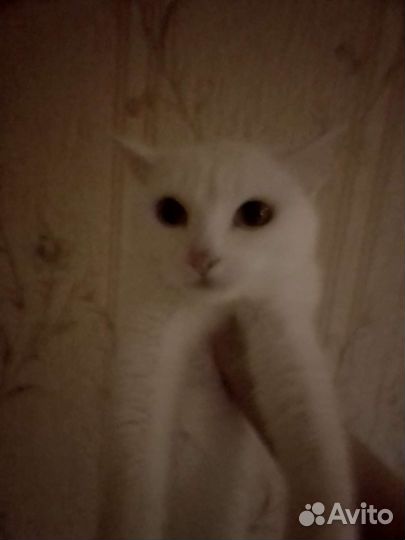 Кошка турецкая ангора