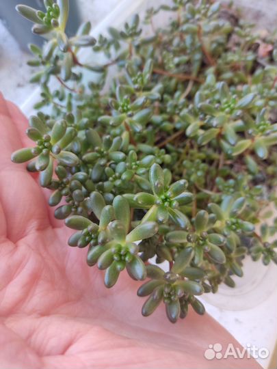 Очиток седум