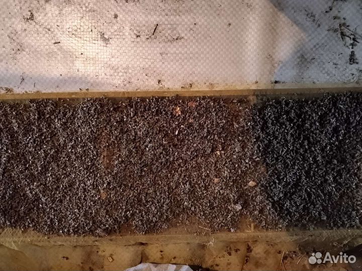 Пчелиный подмор