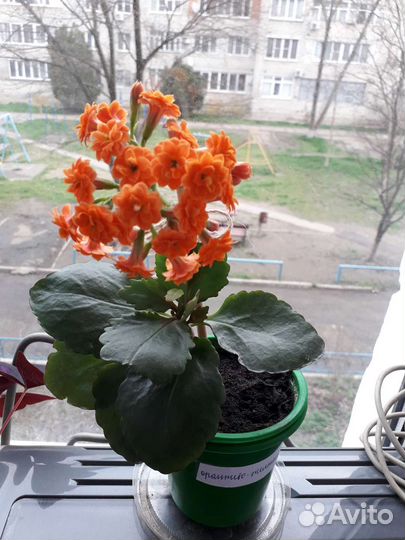 Каланхоэ цветущий