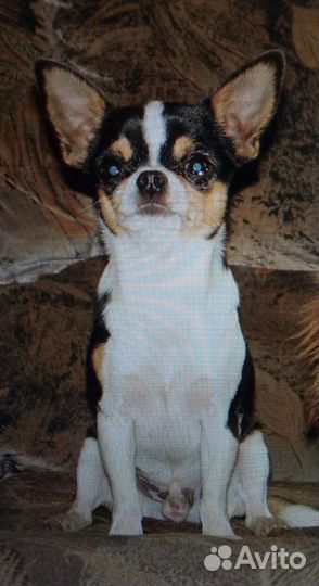 Пять кобелей мини и стандарт для вязок