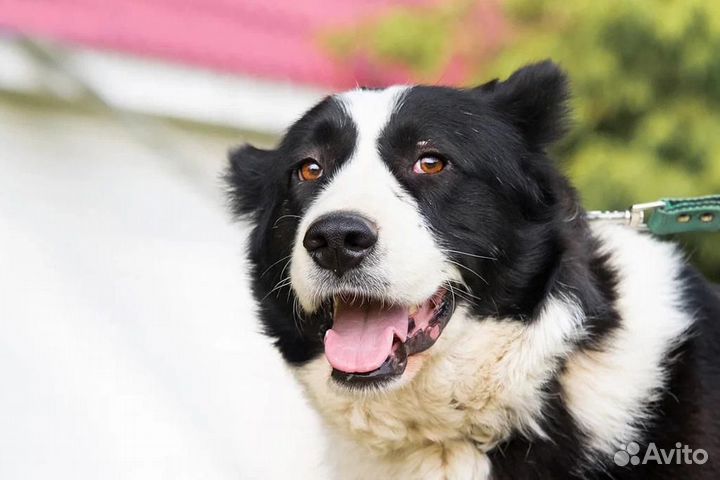 Добрейшая мини-алабай Соня добрым людям