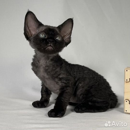 Котята девон рекс