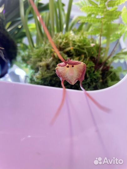 Орхидея Dracula simia