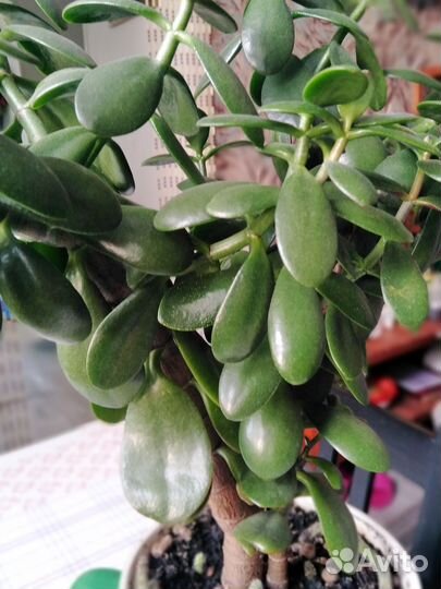 Толстянка, денежное дерево, крупнолистная