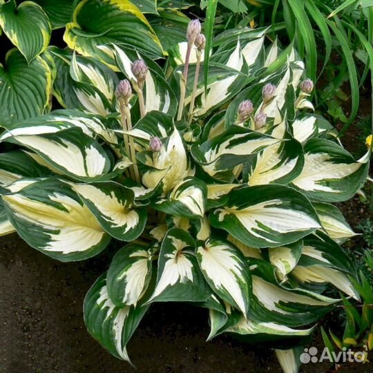 Хосты Файр энд Айс