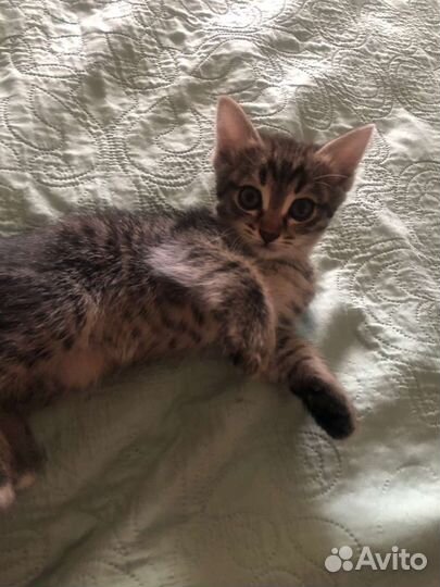 Котята в добрые руки бесплатно