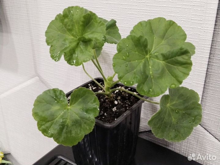 Пеларгония герань сортовая