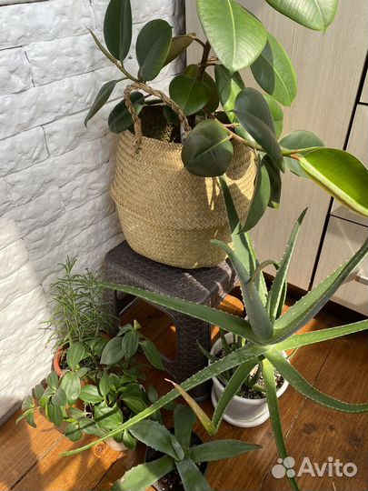 Фикус, алоэ, пеперомия, каланхоэ