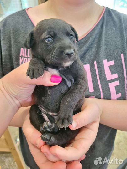 Собака в добрые руки