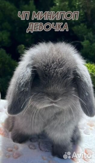 Кролик Минилоп Девочка