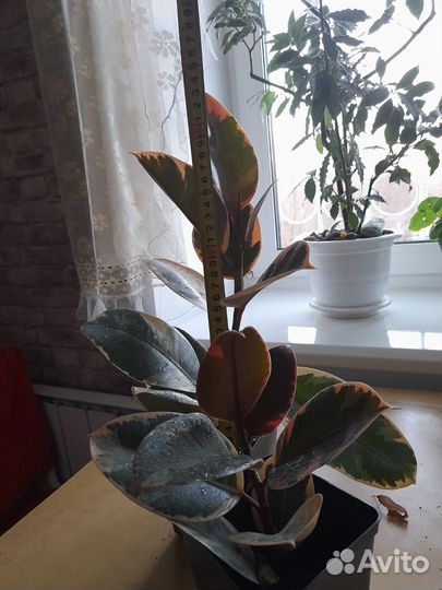 Фикус каучуконосный эластика