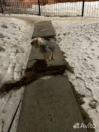 Йоркшкрский терьер молодой