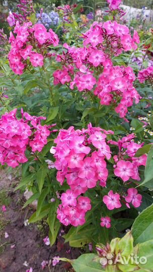 Флоксы сортовые