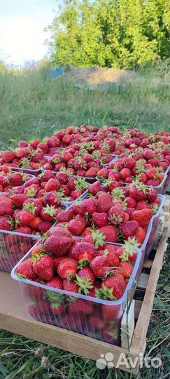 Клубника оптом и в розницу
