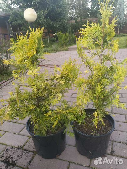 Туя Еллоу риббон