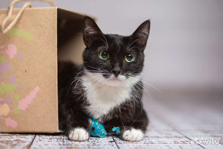 Молодая кошечка Вивьен ищет дом