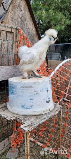 Петух китайский шелковый