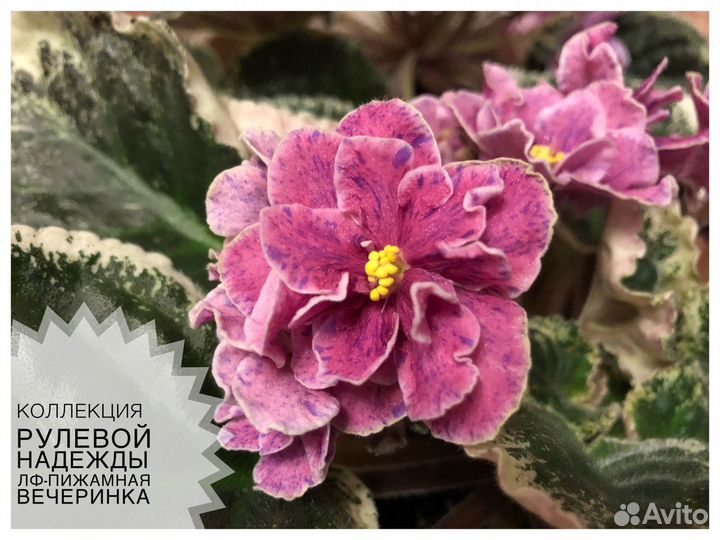 Сортовые фиалки