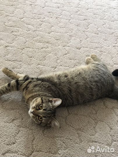 Персидская кошка