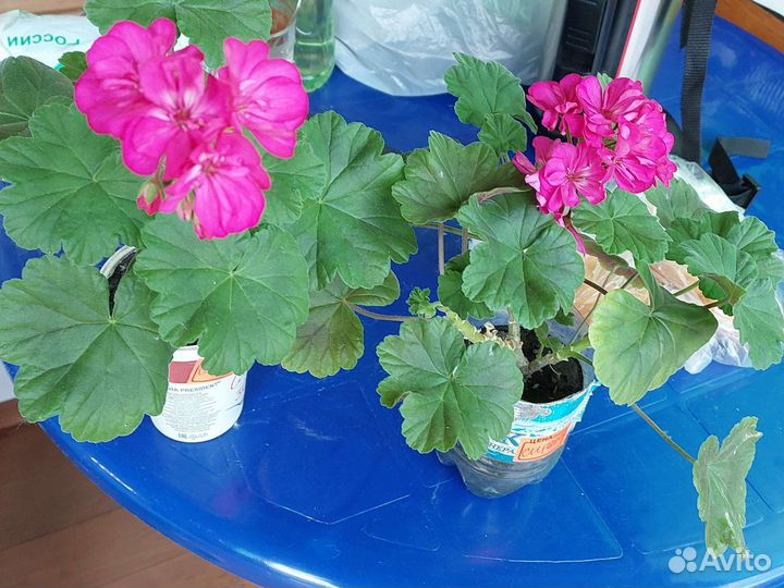 Пеларгония герань