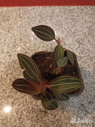 Красиво цветущее