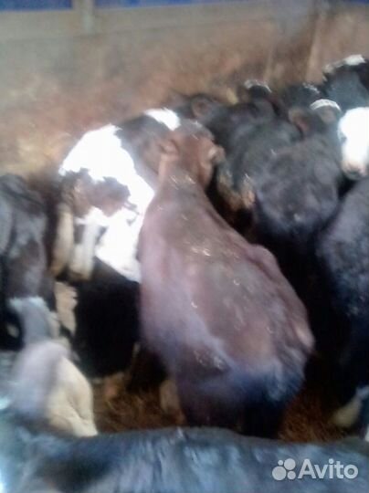 Продаю телят (быков)