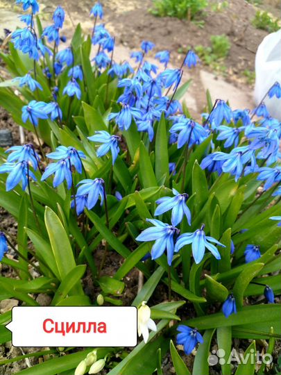 Многолетние цветы