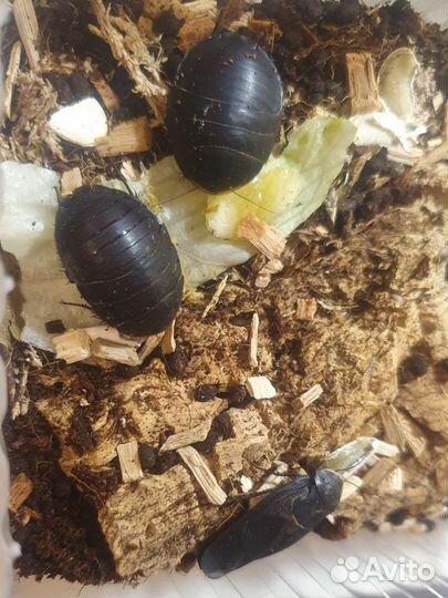 Тараканы, пауки, мокрицы