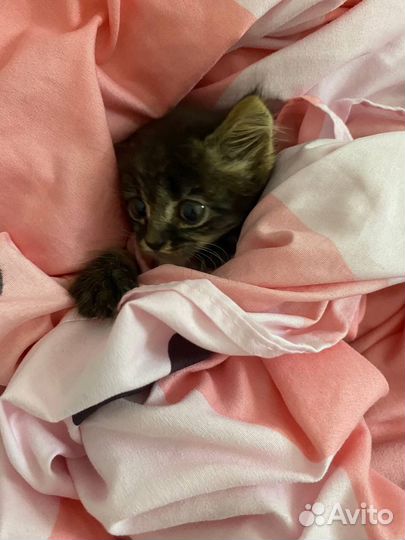 Котенок в добрые руки