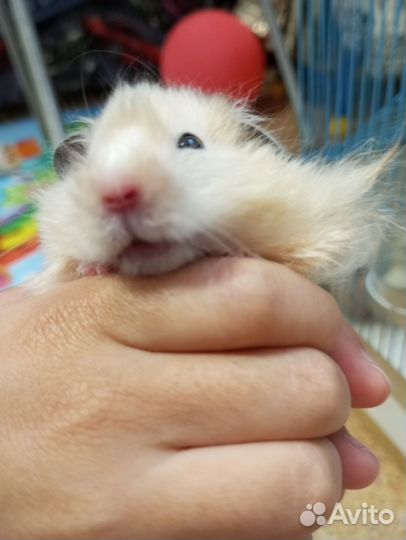 Сирийский хомяк с клеткой