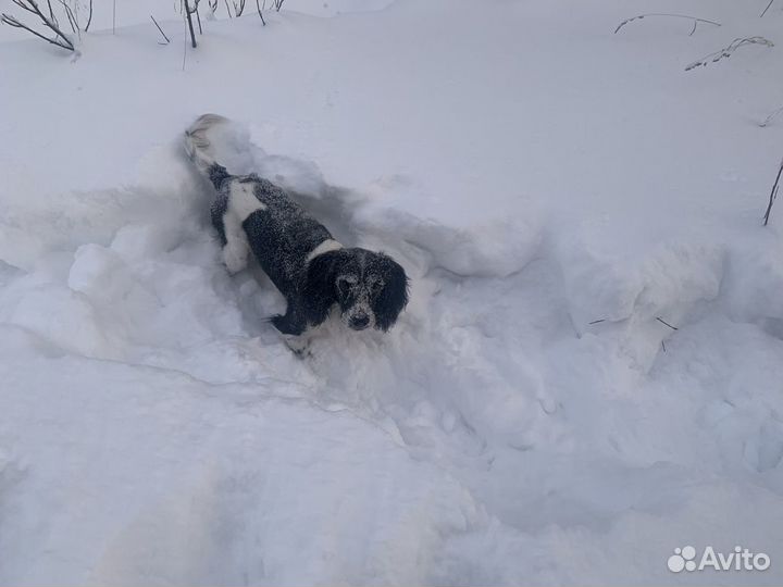 Русский охотничий спаниель вязка