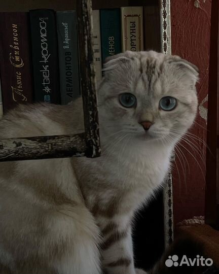 Шотландский кот вязка