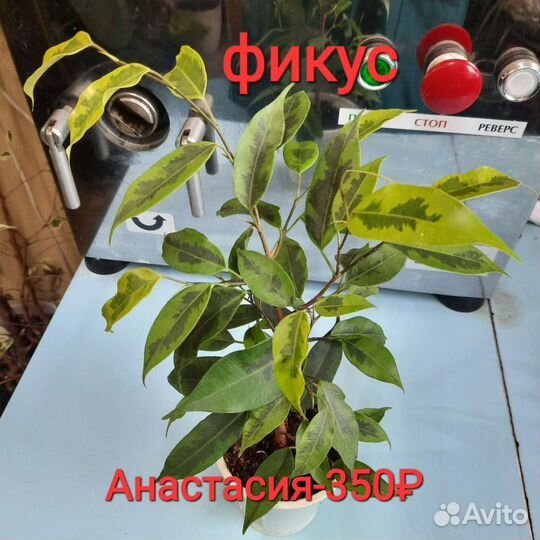 Фикус,сингониум, Сциндапсус