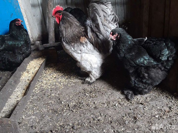 Куры Брамские