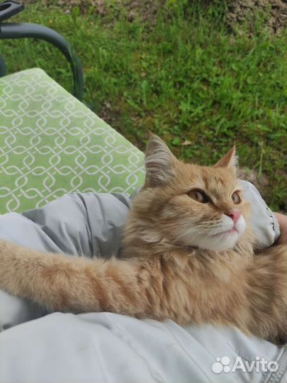 Кошечка в добрые руки