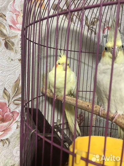 Попугай корелла