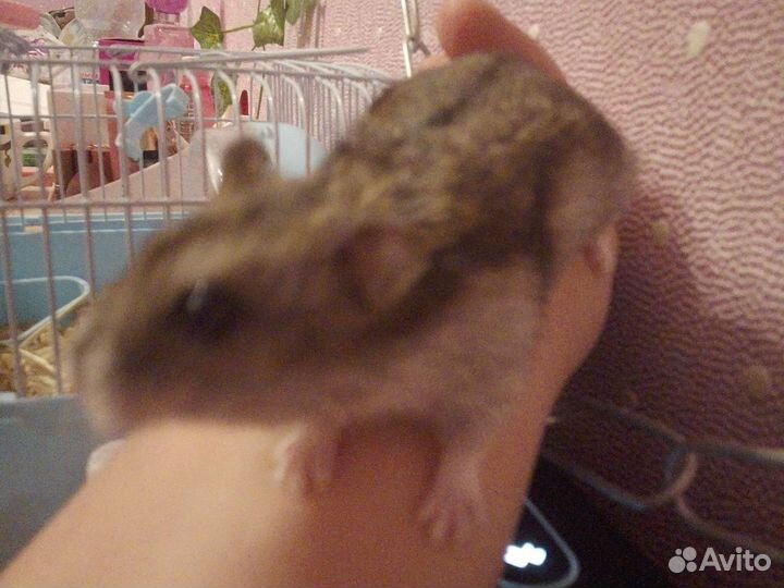 Сирийский хомяк