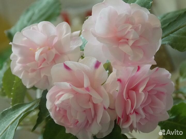 Бальзамин махровый