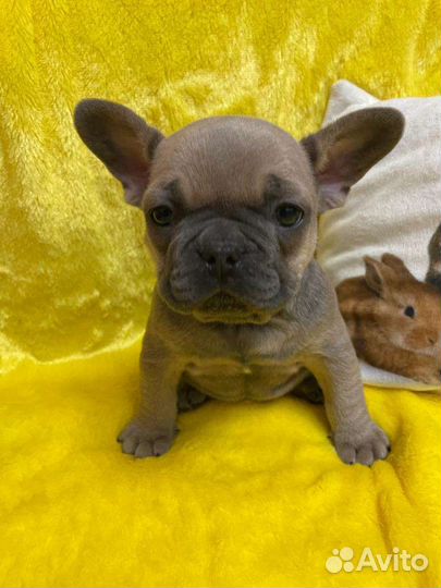 Французский бульдог щенки голубой, лиловый