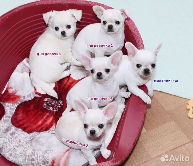 Красивые щенки чихуахуа