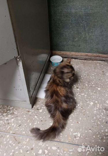 Кошка в добрые руки