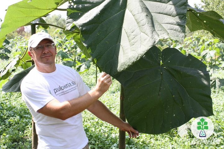 Саженцы и крупные деревья павловнии