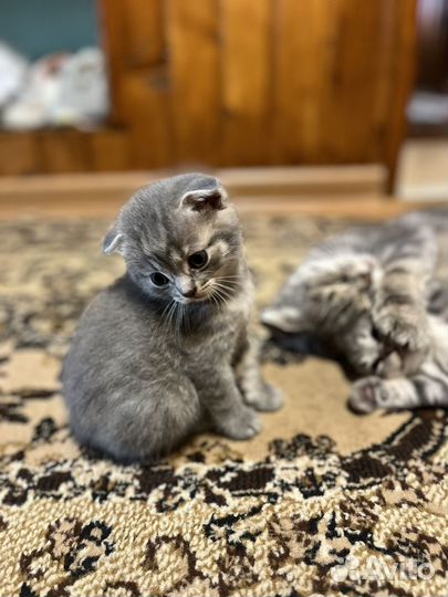 Шотландские котята