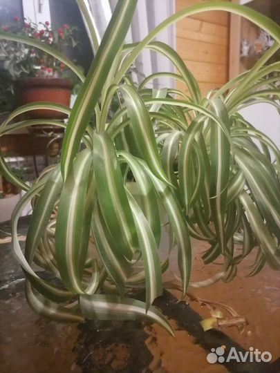 Хлорофитум кудрявый