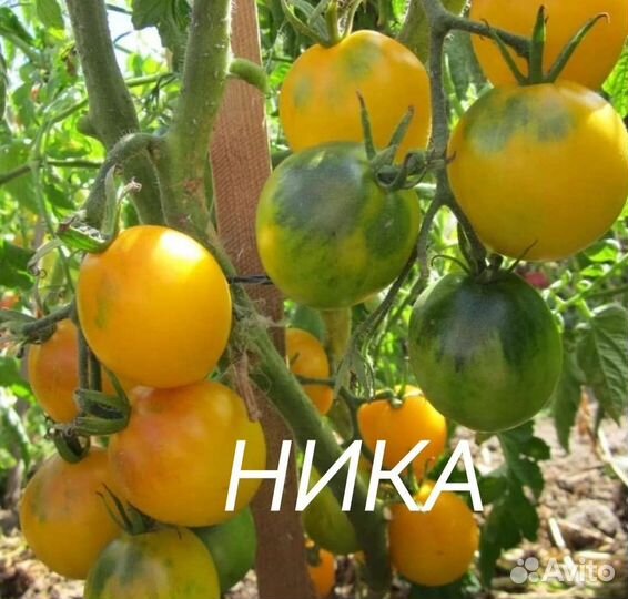 Семена помидор