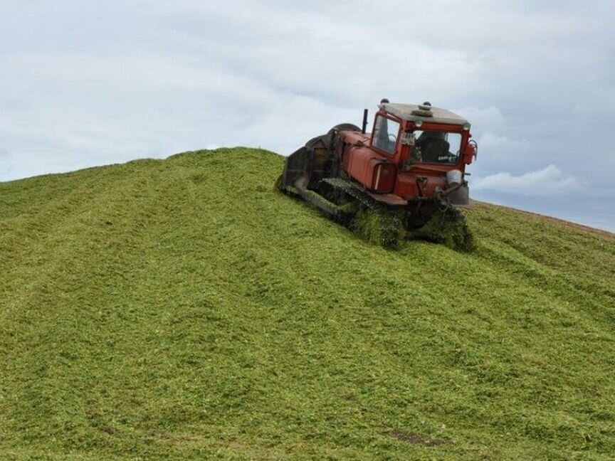 Силос кукурузный