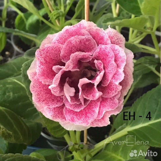 Продаю глоксинии