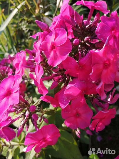 Флоксы многолетние