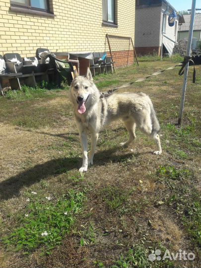 Продам кобеля зсл